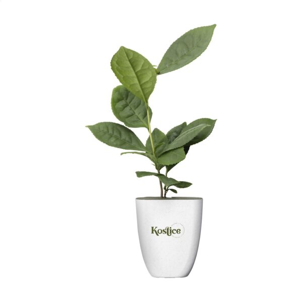 Plantes,Graines & plantes - Made in Europe,Biosourcé